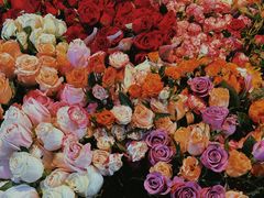 -循礼门鲜花花市(武汉循礼门店)