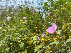 -武陵山森林公园