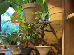 -自由生长植物工作室(深港花卉中心店)