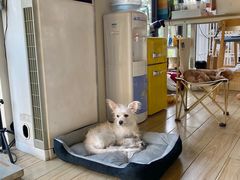 -狗不理喵子(百富路店)