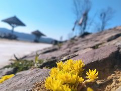 -黄贤森林公园