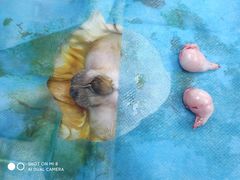 -荔康动物医院(康王北路店)