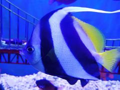 -太平洋海底世界