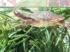-上海海洋水族馆