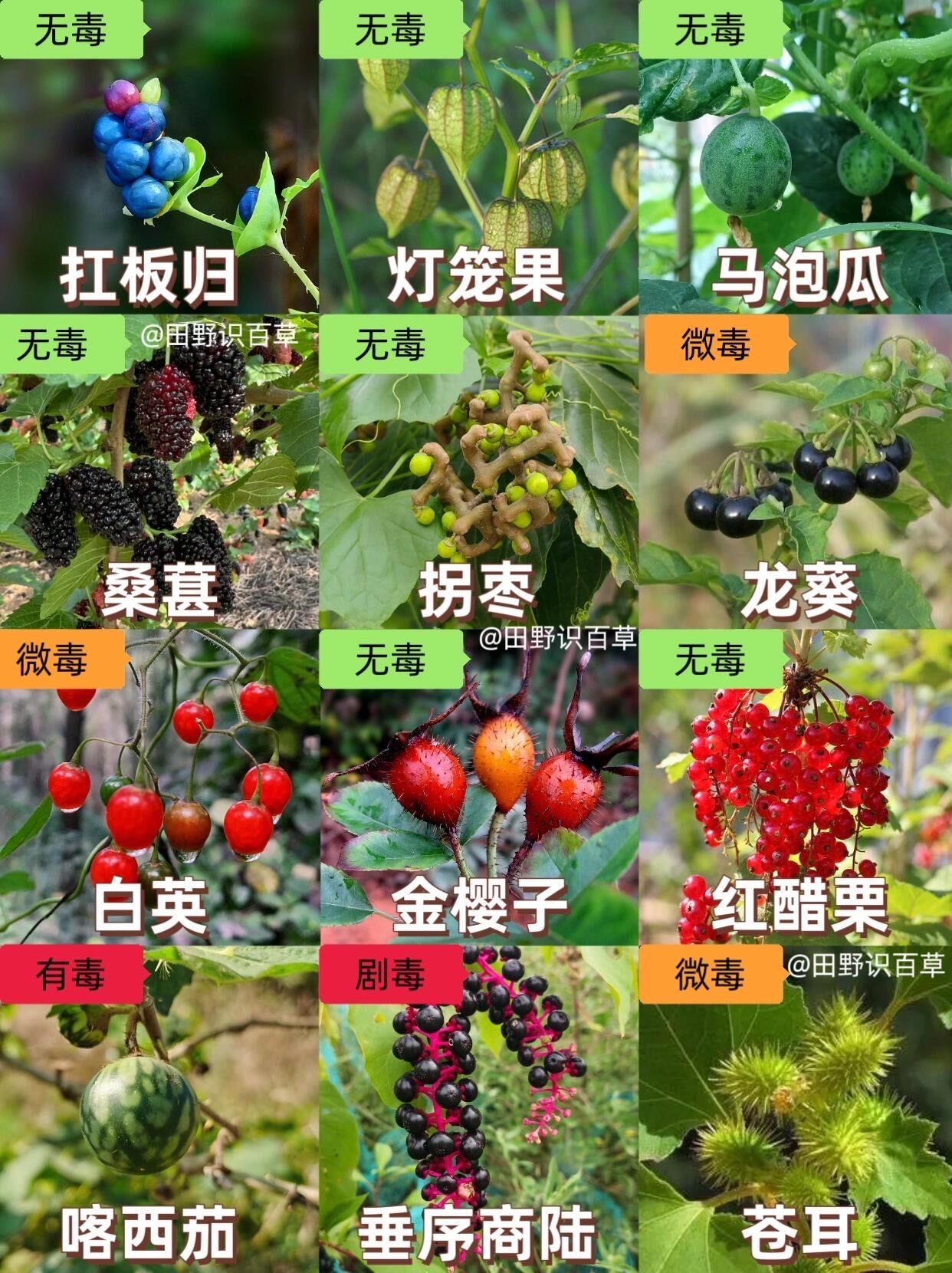 这些乡间野果你一定没见过!