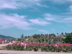 -亚龙湾国际玫瑰谷