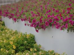 -深圳国际园林花卉博览园