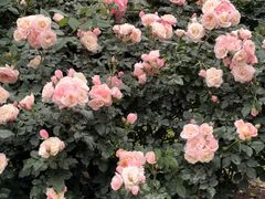 -人民公园(罗湖区)