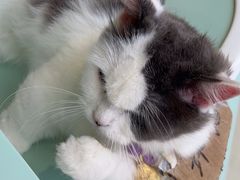 -怪兽屋·羊驼·猫咖·狗咖(俊华广场店)