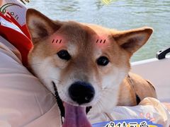 -宠爱国际动物医院·消化内科·心肾内科·ISFM猫友好(望京店)