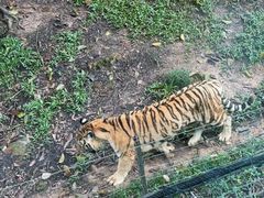 -深圳野生动物园