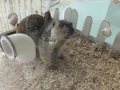 -怪兽屋·羊驼·猫咖·狗咖(俊华广场店)