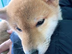 -瑞派福兴宠物医院犬猫全科·骨科·中西医结合(河东店)