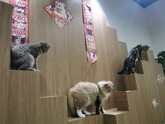 -COLOR PETS 撸猫馆·购猫·猫咖(长风大悦城店)