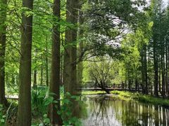 -溱湖国家湿地公园