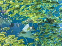 -海合安武汉极地海洋公园