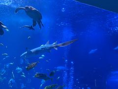 -太平洋海底世界