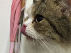 -豆老板的猫咖啡(碑林博物馆店)