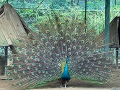 -广东茂名森林公园