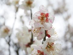 -香雪海