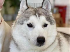 -和它·交个朋友·狗咖猫咖(爱琴海店)