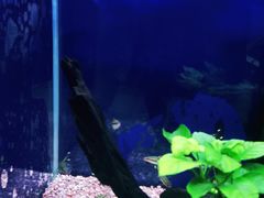 -沙沙哗啦海洋馆(华宇百花谷店)