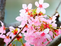 -新江湾城公园