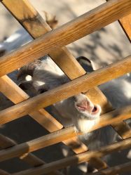 -萌宠亲子动物乐园(槐房万达店)