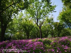 -新虹桥中心花园