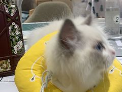 -Pets First伊珊娜洗护·精致美容·家庭式寄养(新会路店)