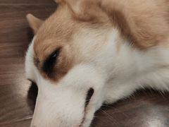 -柯斗斗主题餐厅·狗咖·围炉煮茶·茶饮(国瑞升平里店)