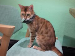 -猫色咖啡·猫咖