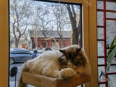 -猫小院猫主题餐厅(南锣旗舰店)