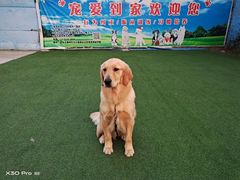 -宠物寄养训练学校