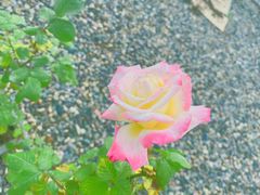 -隋唐洛阳城明堂天堂景区