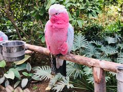 -南宫五洲植物乐园