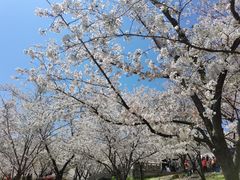 -苏州上方山国家森林公园