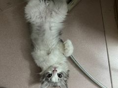 -lincat·猫舍(广州店)