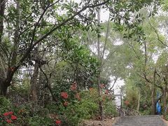-广东惠东海龟国家级自然保护区