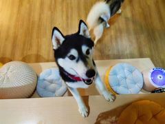 -Husky Go! 哈士奇体验馆·宠物咖啡厅狗咖