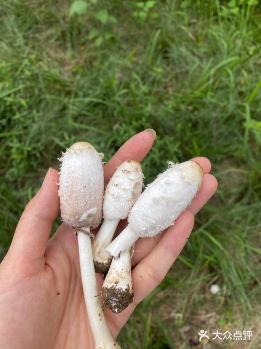 白鹭湾湿地公园图片