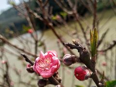 -南国桃园旅游度假区