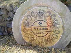 -千年银杏谷文化旅游区