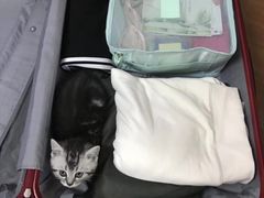 -1013 PET SHOP精品宠物商店(丁香店)