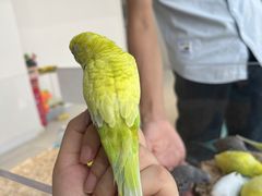 -怪兽屋·羊驼·猫咖·狗咖(俊华广场店)