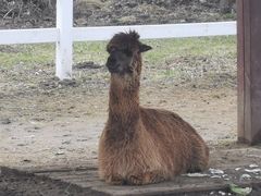 -哈尔滨北方森林动物园