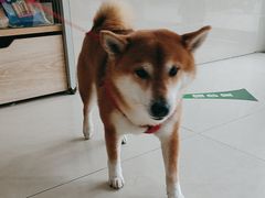 -艾贝尔宠物医院·24H转诊中心·肿瘤猫专科(江宁双龙店)