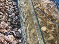 -港畔赶海蒸汽海鲜烧烤自助(仙螺岛店)