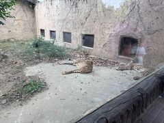 -上海野生动物园