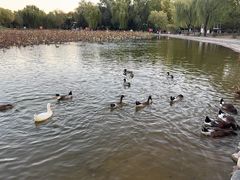 -太阳宫公园